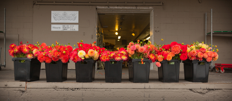 Dahlias on the loading dock at the Seattle Wholesale Growers Market,