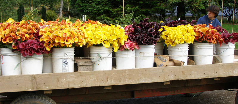 Calla Lillies at the Seattle Wholesale Growers Market.